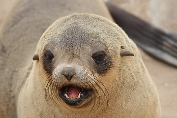 Image showing  Brown Fur Seal