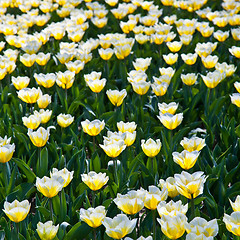 Image showing Tulips - Jaap Groot varieties