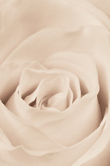 Image showing white rose close up