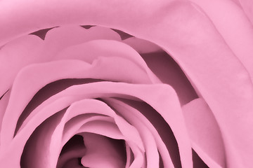 Image showing pink rose close up