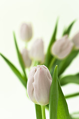 Image showing tulips