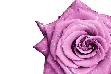 Image showing pink rose