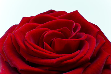 Image showing red rose