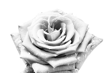 Image showing white rose