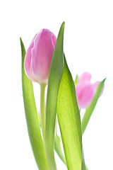 Image showing pink tulips