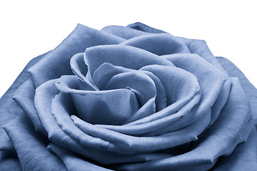 Image showing blue rose