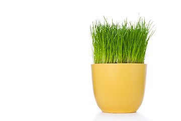 Image showing grass in flowerpot