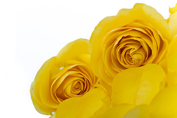 Image showing yellow rose macro