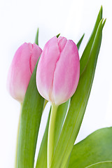 Image showing pink tulips