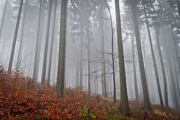 Image showing misty forest