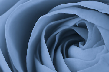 Image showing blue rose macro