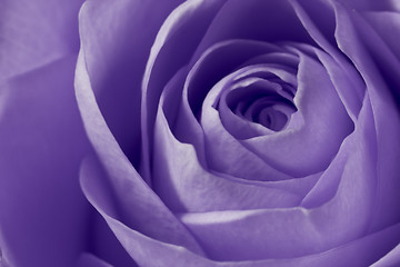 Image showing violet rose macro