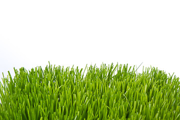 Image showing green grass