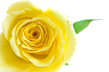 Image showing yellow rose petal