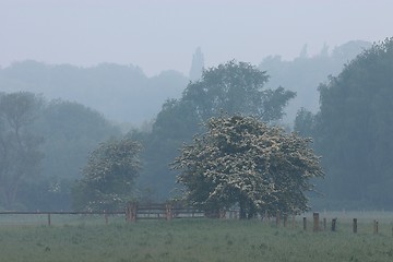 Image showing Trees and fences 2