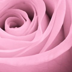 Image showing pink rose close up