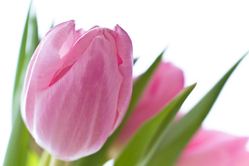 Image showing pink tulips