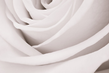 Image showing white rose close up