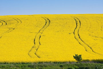 Image showing rape field