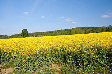 Image showing rape field