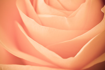 Image showing orange rose macro