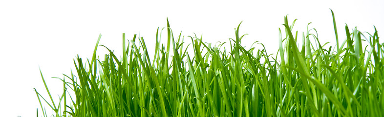 Image showing green grass