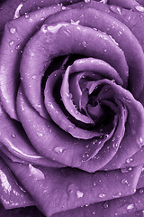 Image showing violet rose