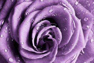 Image showing violet rose