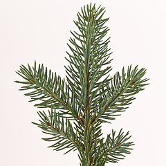 Image showing Christmas tree decoration