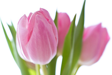 Image showing pink tulips