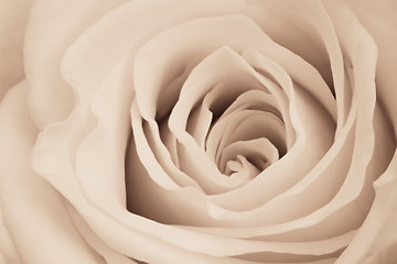 Image showing white rose close up