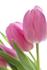 Image showing pink tulips