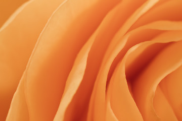 Image showing orange rose macro