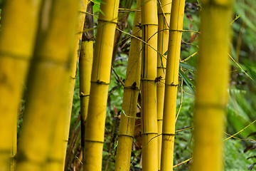 Image showing bamboo (bumbusa vulgaris)