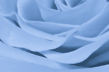 Image showing blue rose close up