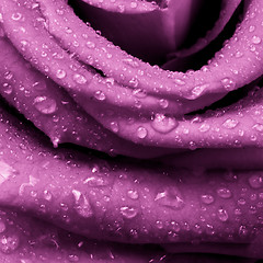 Image showing pink rose