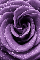 Image showing violet rose