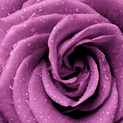 Image showing pink rose