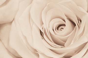 Image showing white rose close up