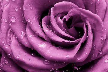 Image showing pink rose