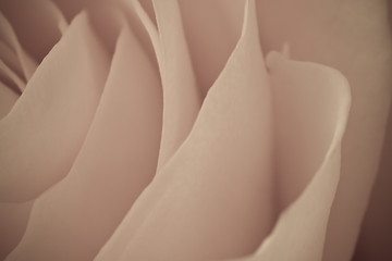 Image showing rose macro