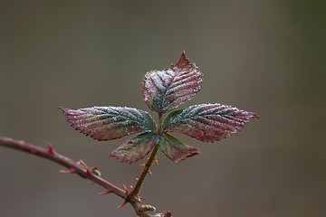 Image showing Blackberry leaf at the end of the winter