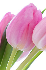 Image showing pink tulips