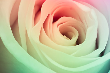 Image showing multicolor rose