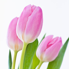 Image showing pink tulips