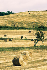 Image showing Typical Tuscan landscape