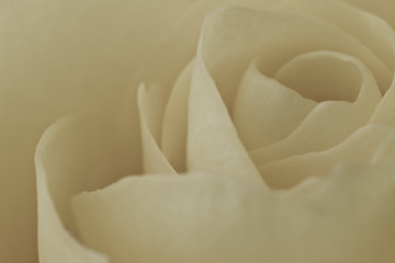 Image showing white rose macro