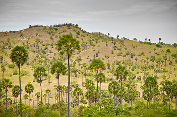 Image showing Komodo Island landscape