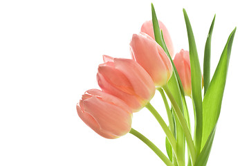 Image showing tulip