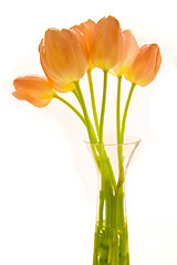 Image showing bunch of tulips